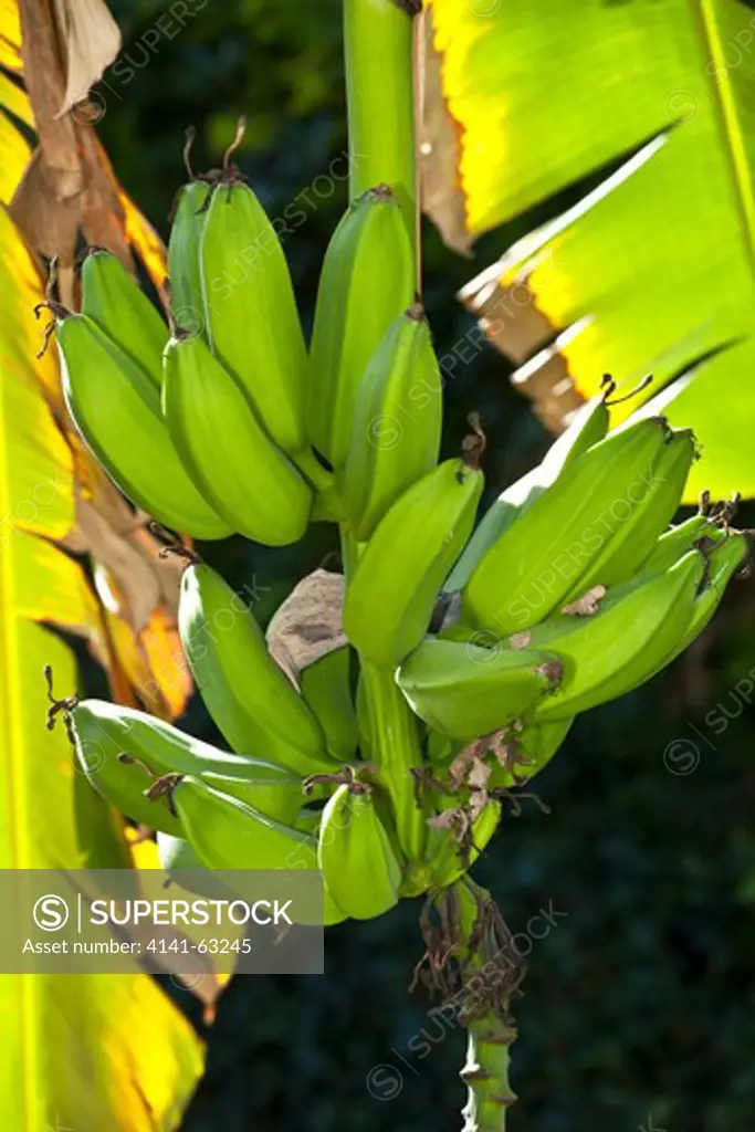 Plantain Banana  (Musa Paradisiaca).  Banana Fruits Hanging From Tree  Andalusia, Spain. January