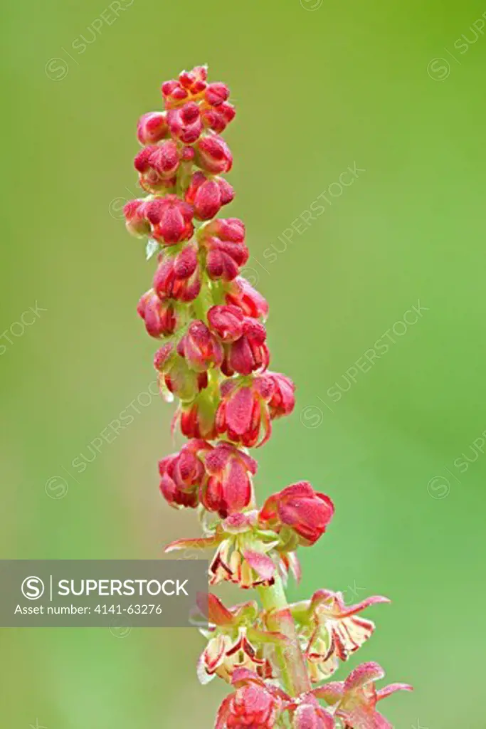 Common Sorrel  (Rumex Acetosa).  Detail Of Flower Buds, Opening From The Bottom Of The Spike. Common Weed. Also Known As Narrow-Leaved Dock.  Andalucia, Spain, April