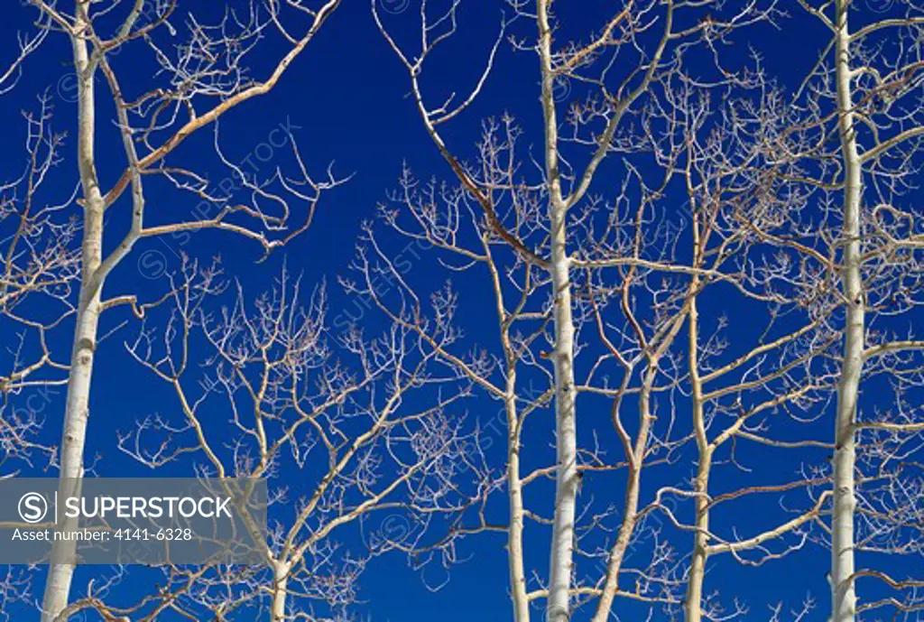 quaking aspens in mid-winter populus tremuloides dixie national forest, utah, usa