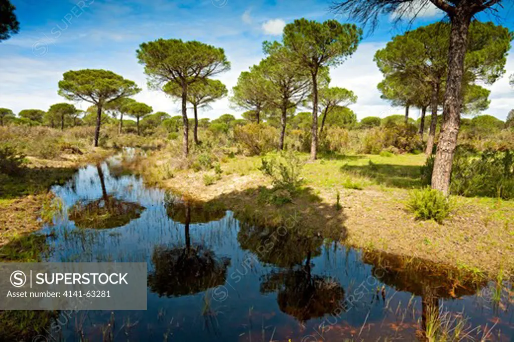 Coto Donana National Park  Stone Pine Trees (Pinus Pinea) Reflected In Flooded Wetland.  Acebuche, Andalucia, Spain, March