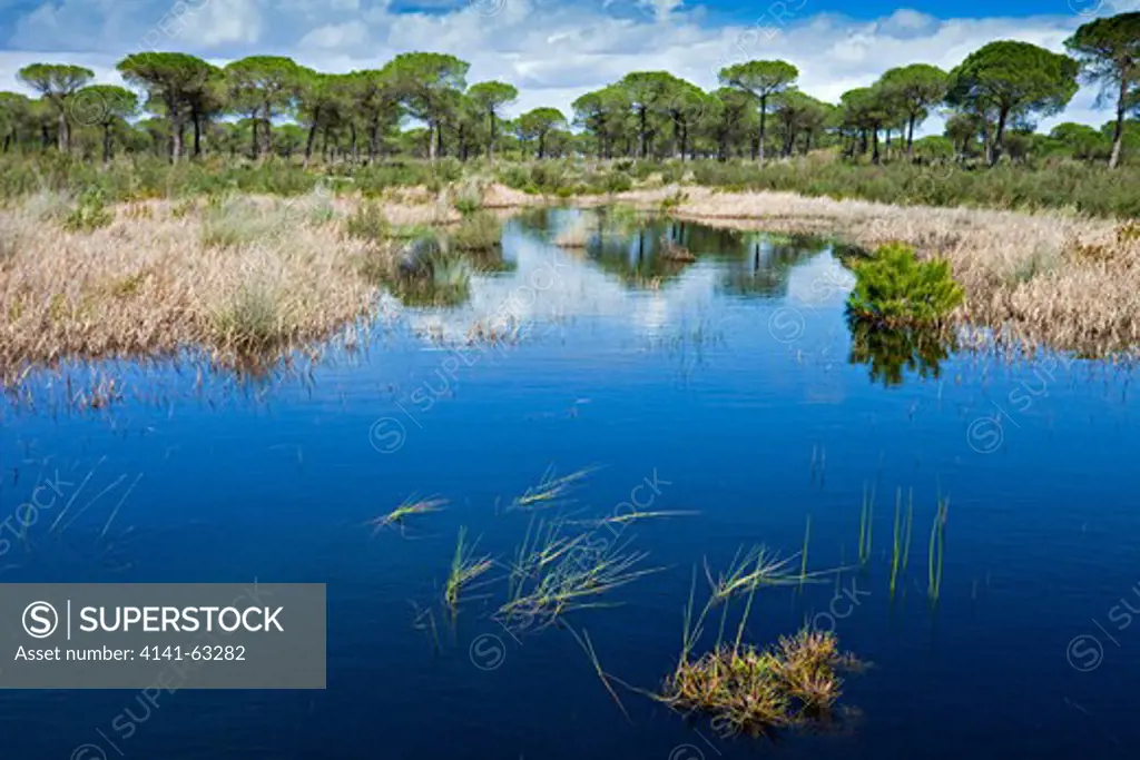 Coto Donana National Park  Stone Pine Trees (Pinus Pinea) Reflected In Flooded Wetland.  El Rocio, Andalucia, Spain, March