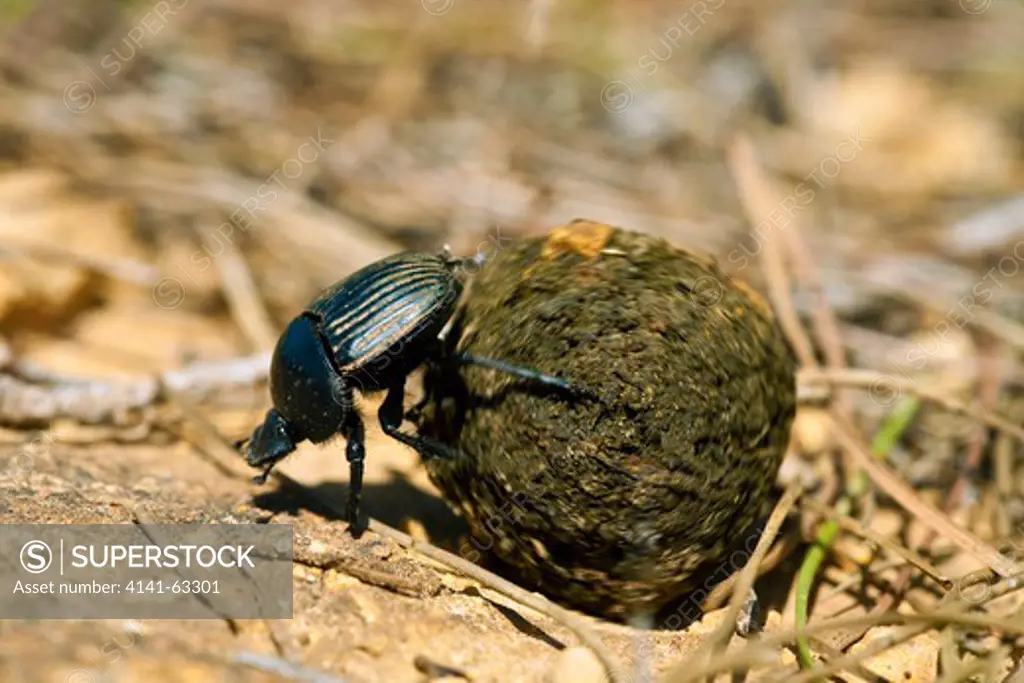 Dung Or Scarab Beetle,  (Scarabaeidae).  Common Andalucian Species Rolling Dung Ball.  Andalucia, Spain, April