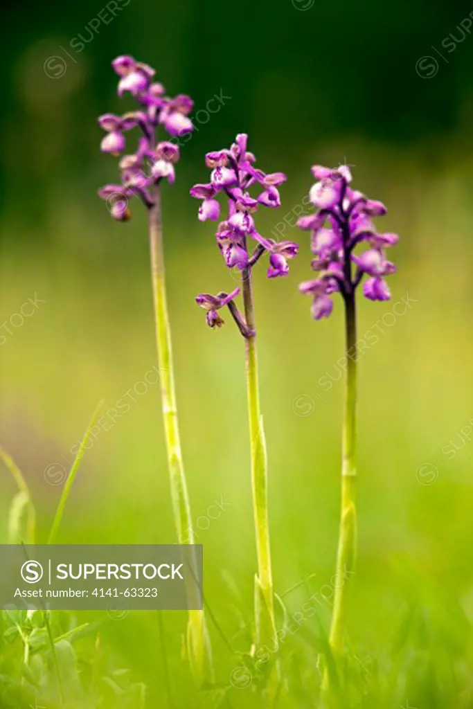 Green-Winged Orchid  (Orchis Morio).  Forest Of Dean, Gloucestershire, Uk