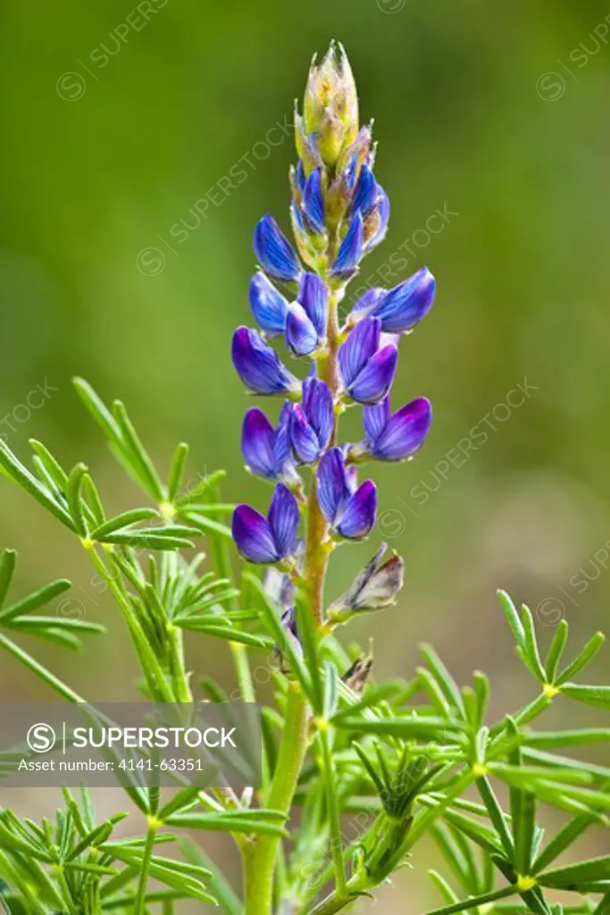 Narrow-Leaved Lupin  (Lupinus Augustifolius).  Common Plant Of Disturbed Ground.  Andalucia Spain, March