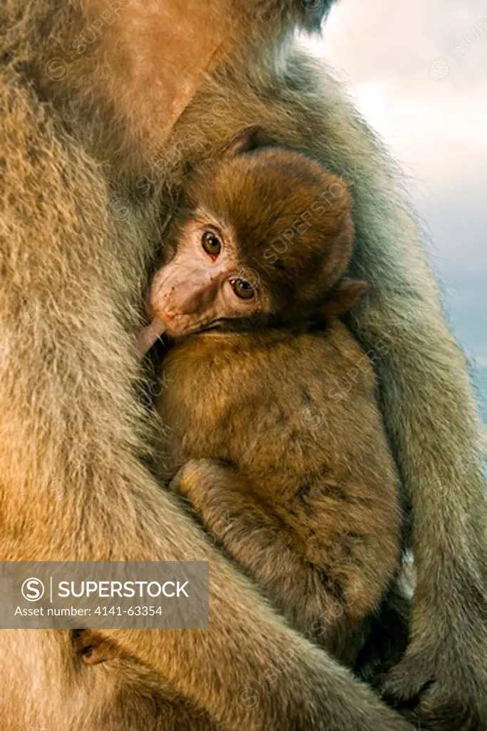Barbary Macaque,  (Macaca Sylvanus).  Mother With Suckling Baby.  Gibraltar, Europe