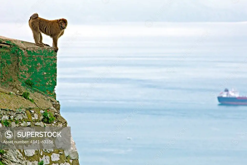 Barbary Macaque,  (Macaca Sylvanus).  Lookout Across Straits Of Gibraltar.  Gibraltar, Europe