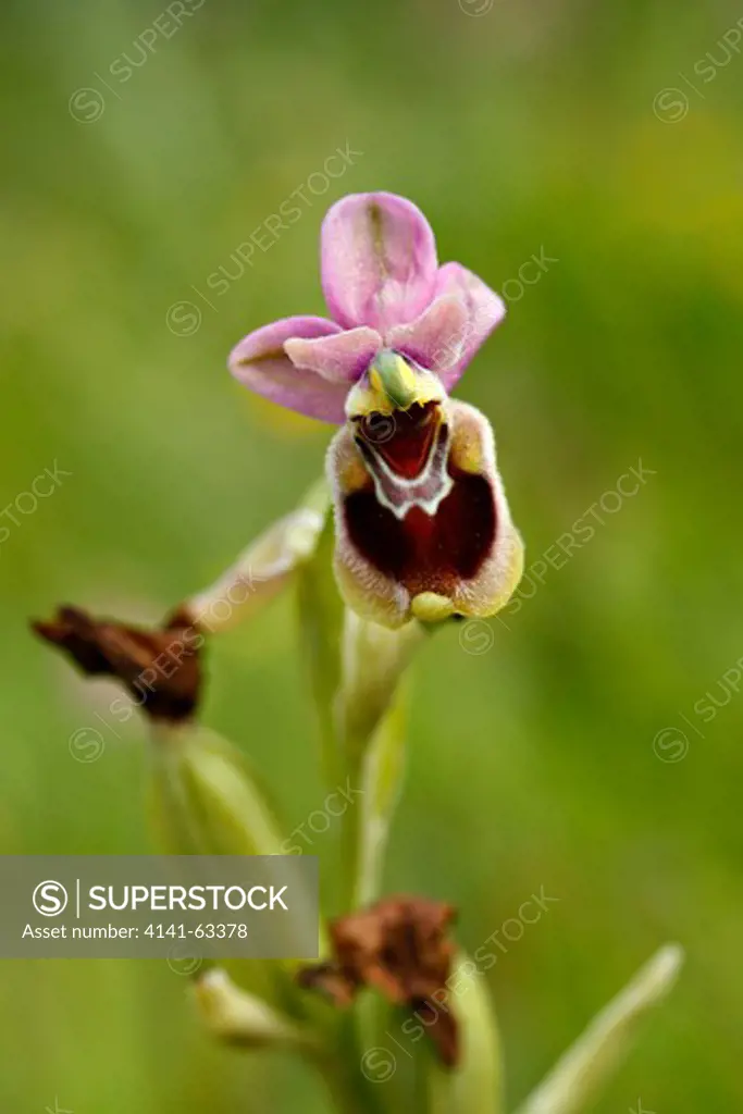Sawfly Orchid,  (Ophrys Tenthredinifera).  Andalucia, Spain. March