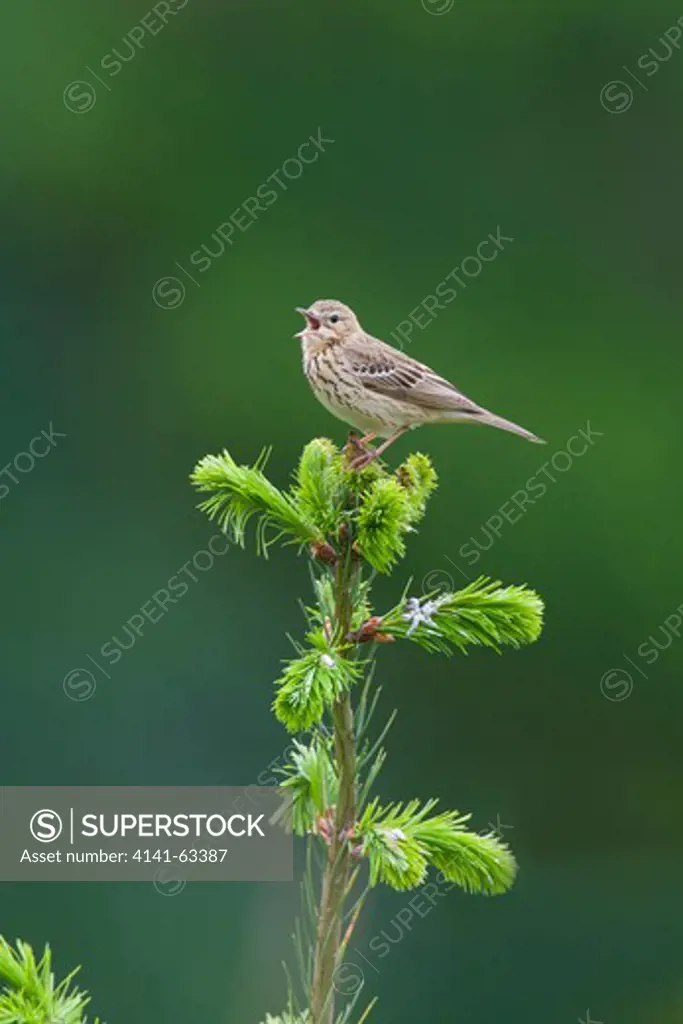 Tree Pipit  (Anthus Trivialis).  Singing From Top Of Norwegian Spruce Tree.  Forest Of Dean, Uk. May