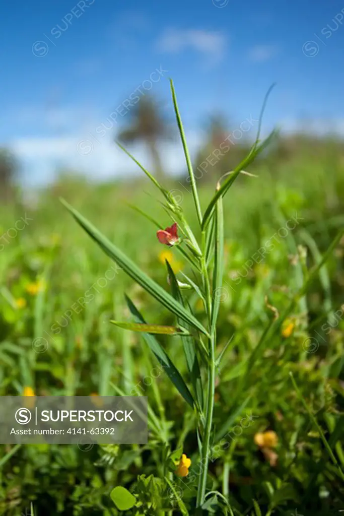 Red Vetch  (Lathyrus Cicera).  A Small Grass-Like Vetch With Solitary Red Flower And Seed Pod.  Andalucia, Spain, April