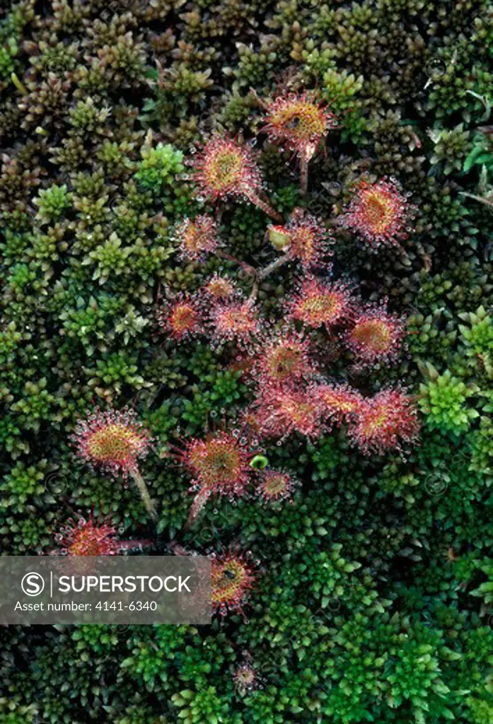 common sundew or round-leaved sundew drosera rotundifolia michigan, northern usa 