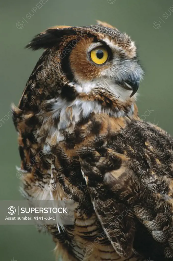 great horned owl bubo virginianus tennessee, usa