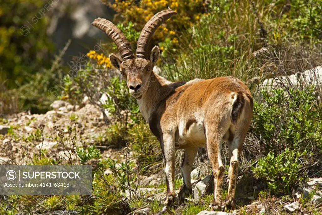 Spanish Ibex  (Capra Pyrenaica Hispania),  Southern Iberian Subspecies. Male Spanish Ibex Commonly Known As Mountain Goat.  Gaucin, Andalucia, Spain, April