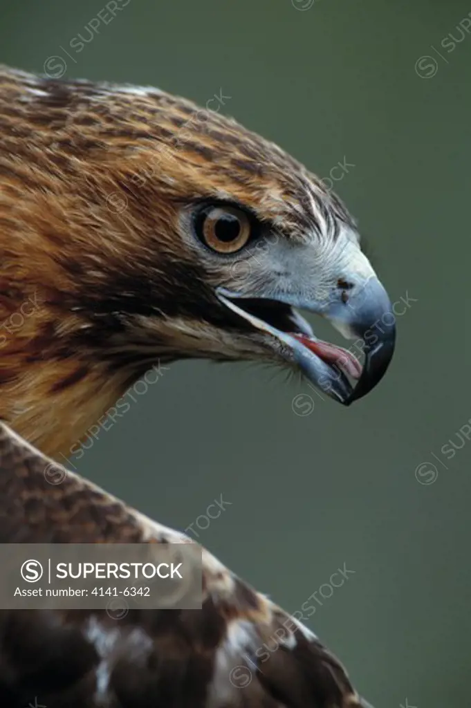 red-tailed hawk buteo jamaicensis tennessee, usa 