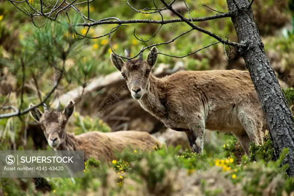 Spanish Ibex  (Capra Pyrenaica Hispanica),  Southern Iberian Subspecies, Commonly Known As Mountain Goat, In Typical Montane Pine Forest Habitat. Females.  Andalucia, Spain, April