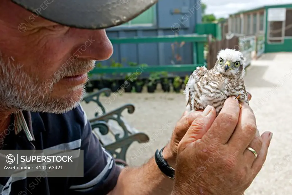 Sparrowhawk  (Accipiter Nisus),  Young Bird Fallen From Nest Being Introduced To A Local Bird Of Prey Rehabilitation Centre.  Barn Owl Centre, Gloucester, Uk. July