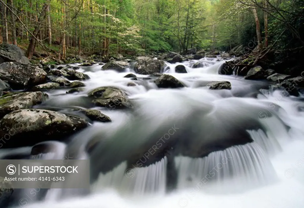 tremont river and spring forest. great smoky mountains national park tennessee, usa