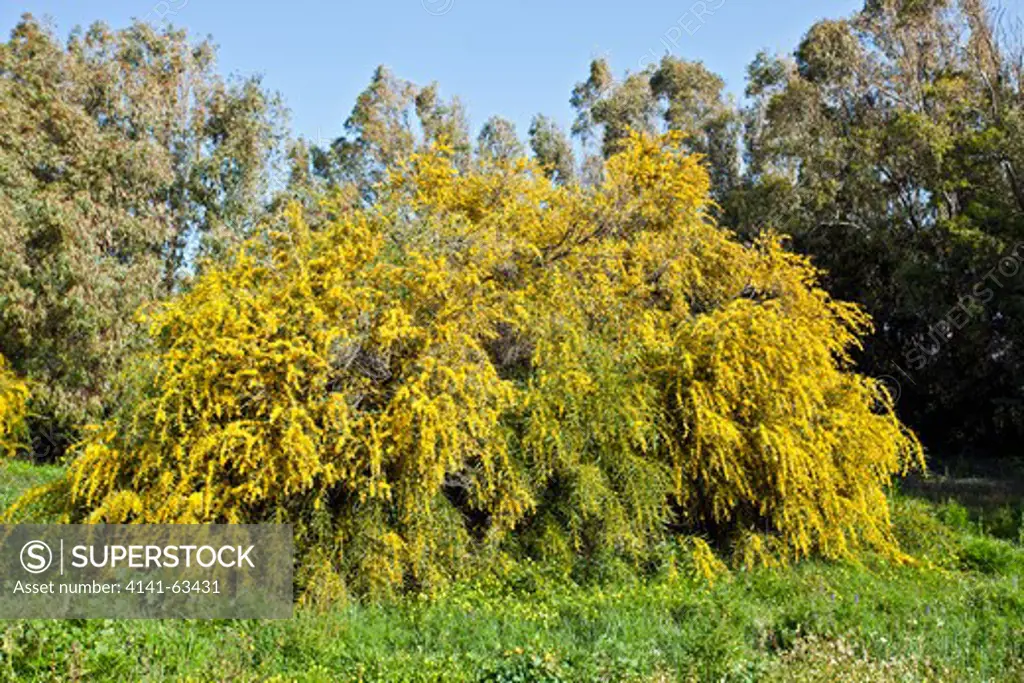 Swamp Wattle  (Acacia Retinodes).  Invasive Shrub Or Tree Of Southern Spain. Native Of Australia.  Andalucia, Spain, March
