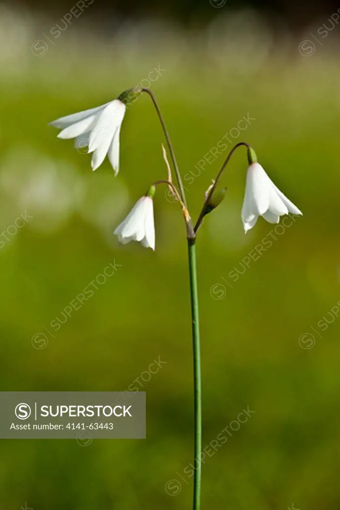 Three-Leaved Snowflake  (Leucojum Trichophyllum).  Bulbous Perennial Of The Daffodil Family That Flowers December To April.  Coto Donana National Park, Andalucia, Spain, April