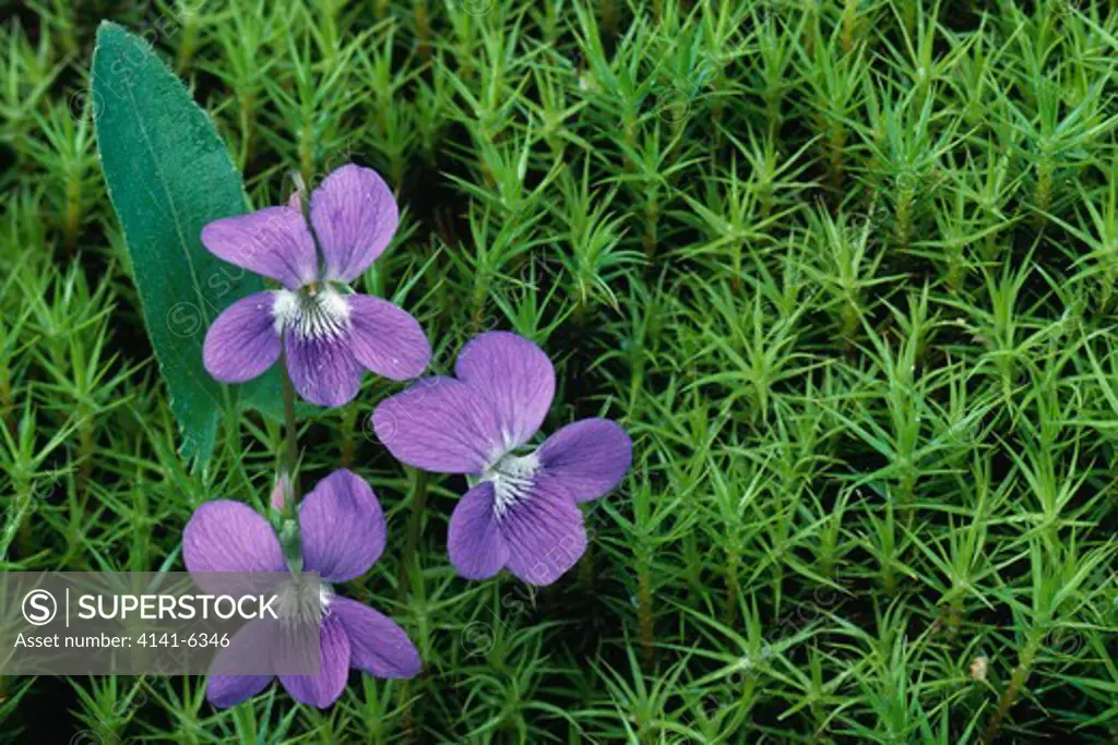 northern downy violet viola fimbriatula growing in haircap moss michigan, usa