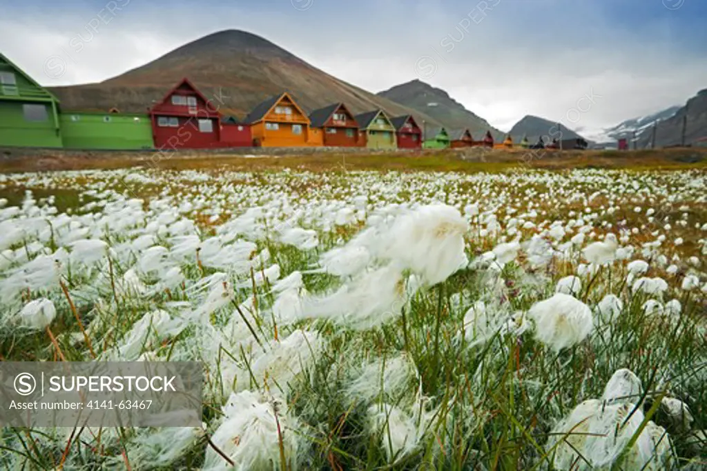Arctic Cottongrass  (Eriophorum Scheuchzeri).  Blowing In The Wind.  Longyearbyen, Spitsbergen, Svalbard, Norway
