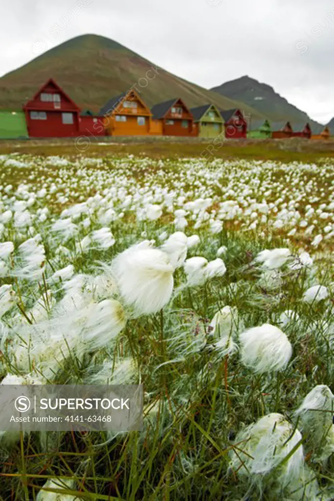 Arctic Cottongrass  (Eriophorum Scheuchzeri).  Longyearbyen, Spitsbergen, Svalbard, Norway