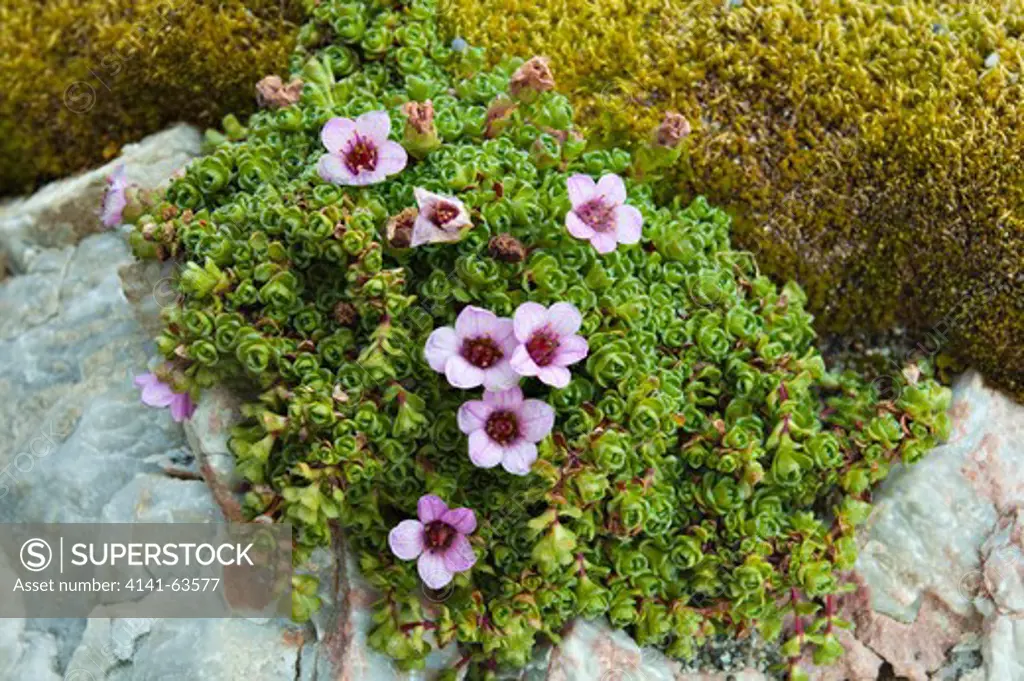 Purple Saxifrage  (Saxifraga Oppositifolia).  Common Plant Of The Arctic.  Spitsbergen, Svalbard, Summer.