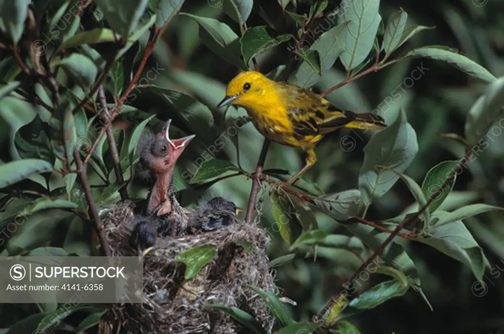 cowbird young being fed molothrus sp. by foster yellow warbler dencroica petechia, michigan, usa