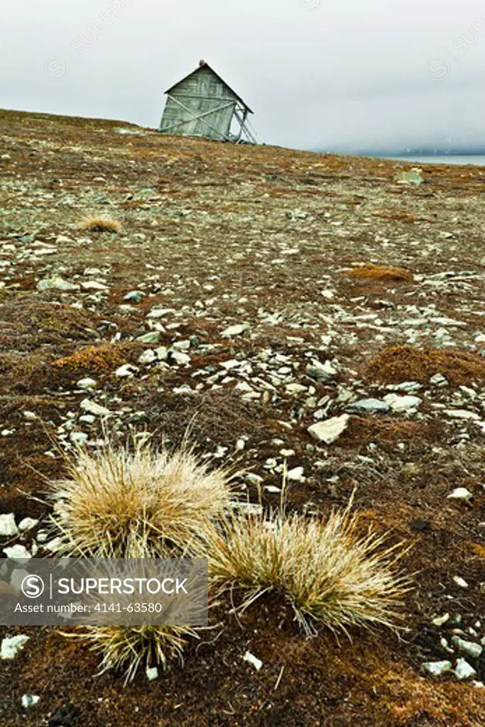 Tundra Hair-Grass  (Deschampsia Borealis).  Grassy Clumps 10-25Cm Tall In Front Of Old Russian Whaling Hut. Widespread In Fjord Areas Of West And North Coasts Of Spitsbergen.  Gjaervilla, Svalbard, Arctic.
