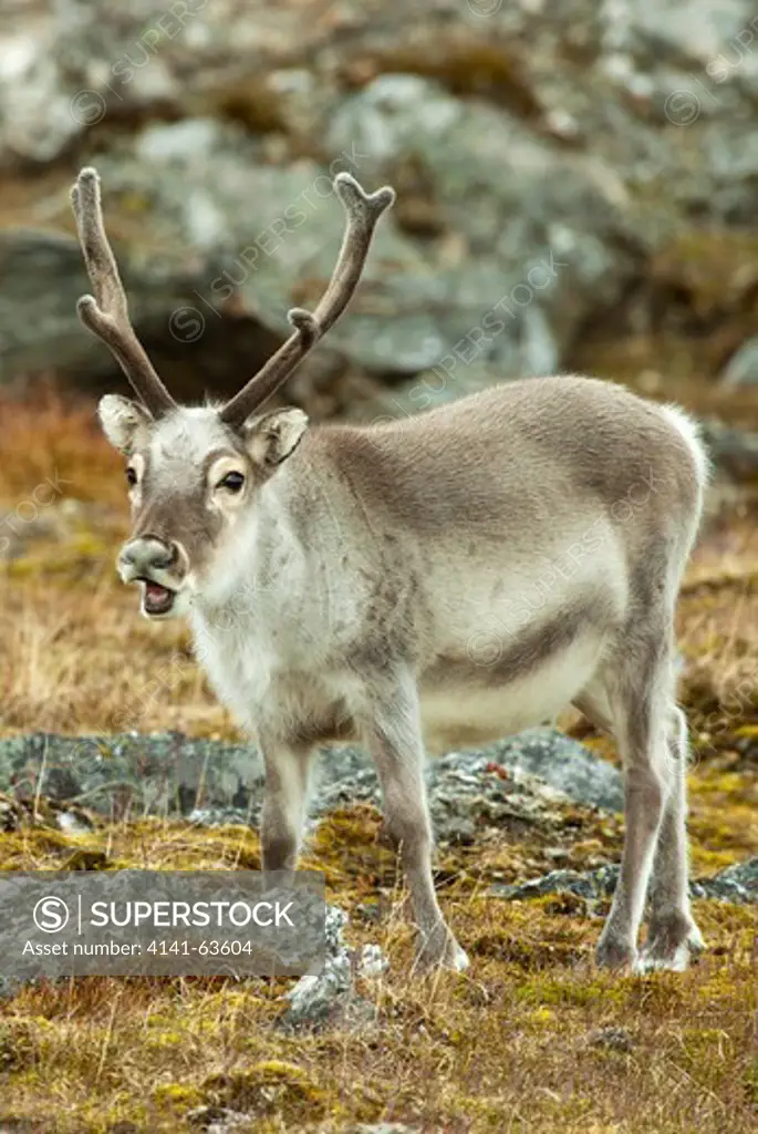 Svalbard Reindeer,  (Rangifer Tarandus Platyrhynchus),  Spitsbergen, Svalbard, Arctic Norway