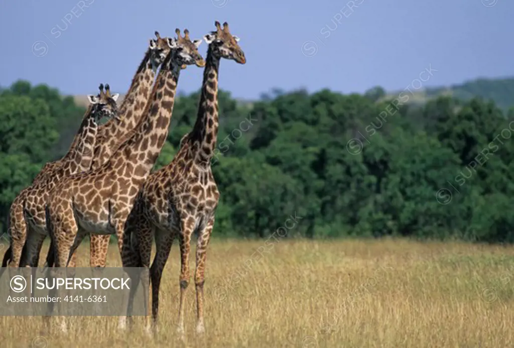 masai giraffe group giraffa c.tippelskirchi masai mara natl reserve, kenya giraffe sp. is giraffa camelopardalis