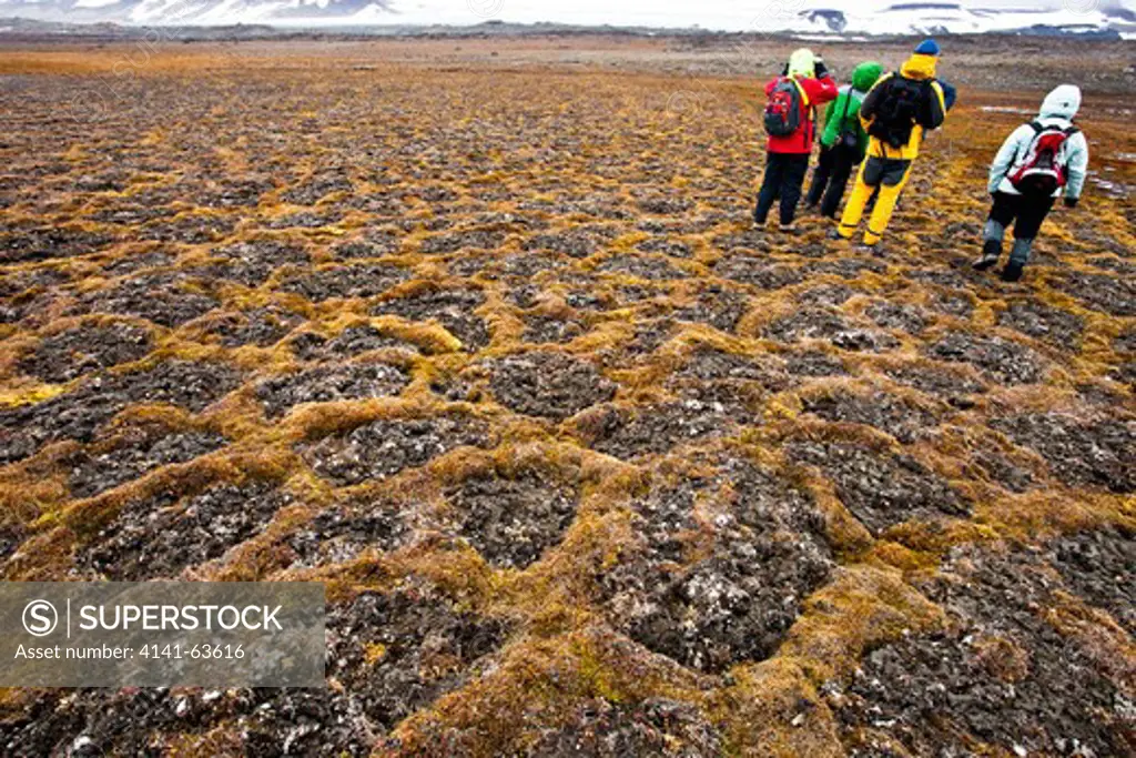 Ice Polygons  Dessication Cracks In Peat Permafrost Allows Moss And Other Vegetation To Grow During The Summer Melt.  Wilhelmoya, Svalbard, Arctic