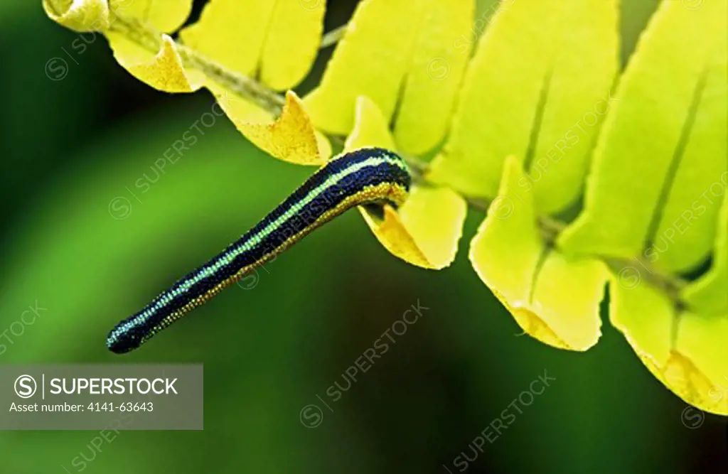 Leech,  Montane Rainforest Species Of Leech Stretching In Response To Nearby Prey. This Leech Attacks Eyes Of Its Prey,  Negros Island, Philippines.