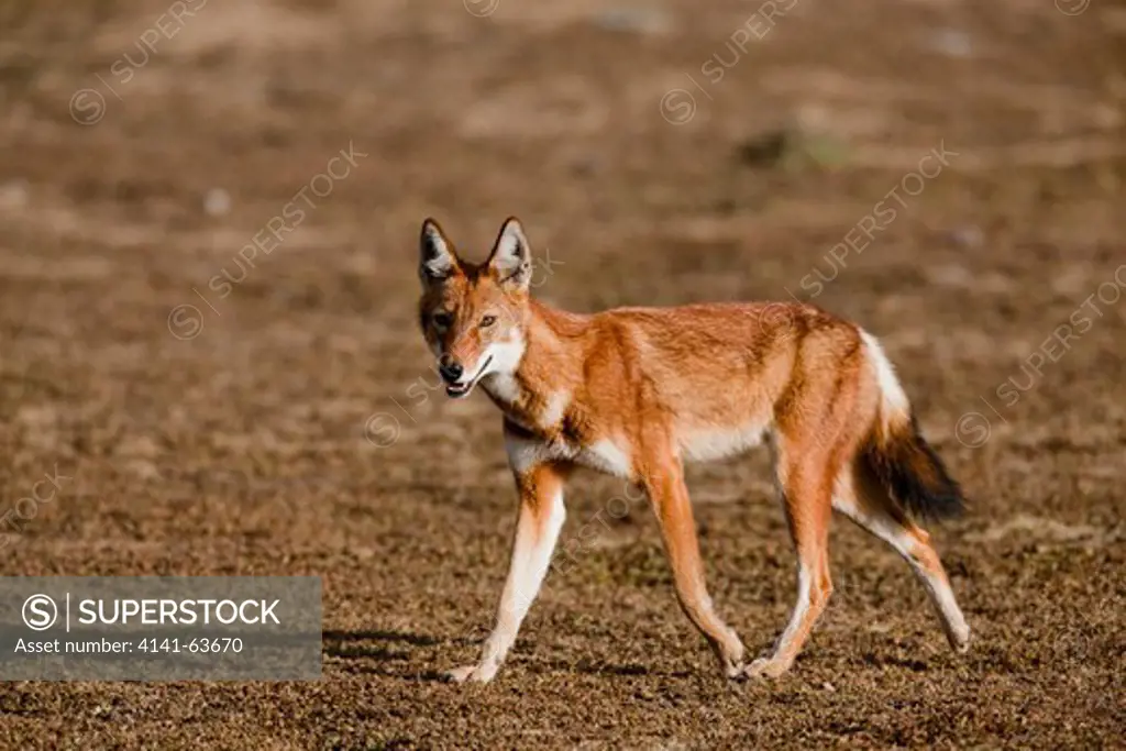 Ethiopian Wolf (Canis Simensis), Bale Mts. Np Ethiopia