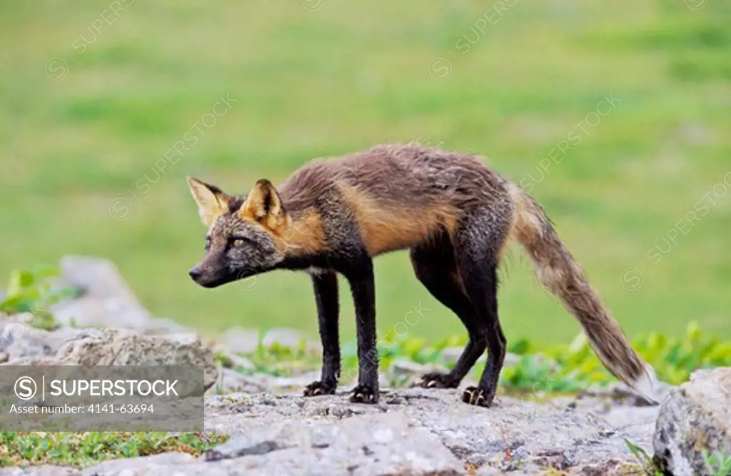 Red Fox (Vulpes Vulpes), Hybrid With Arctic Fox Alopex Lagopodus. Sometimes Hybridization Between Red And Arctic Fox Happens, If Their Range Is Overlapping. America, North America, Usa, Alaska, July 1997