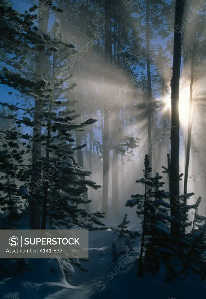 sun's rays in mid-winter shining through steam in forest in geothermal area. yellowstone national park, wyoming, usa 