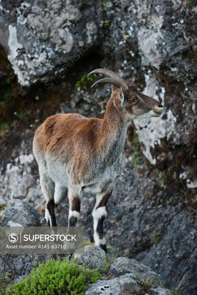 Walia Ibex Or Ethiopian Ibex (Capra Walie), Simien Mountains National Park, Female In The Cliffs Of The Escarpment Before Sunrise.