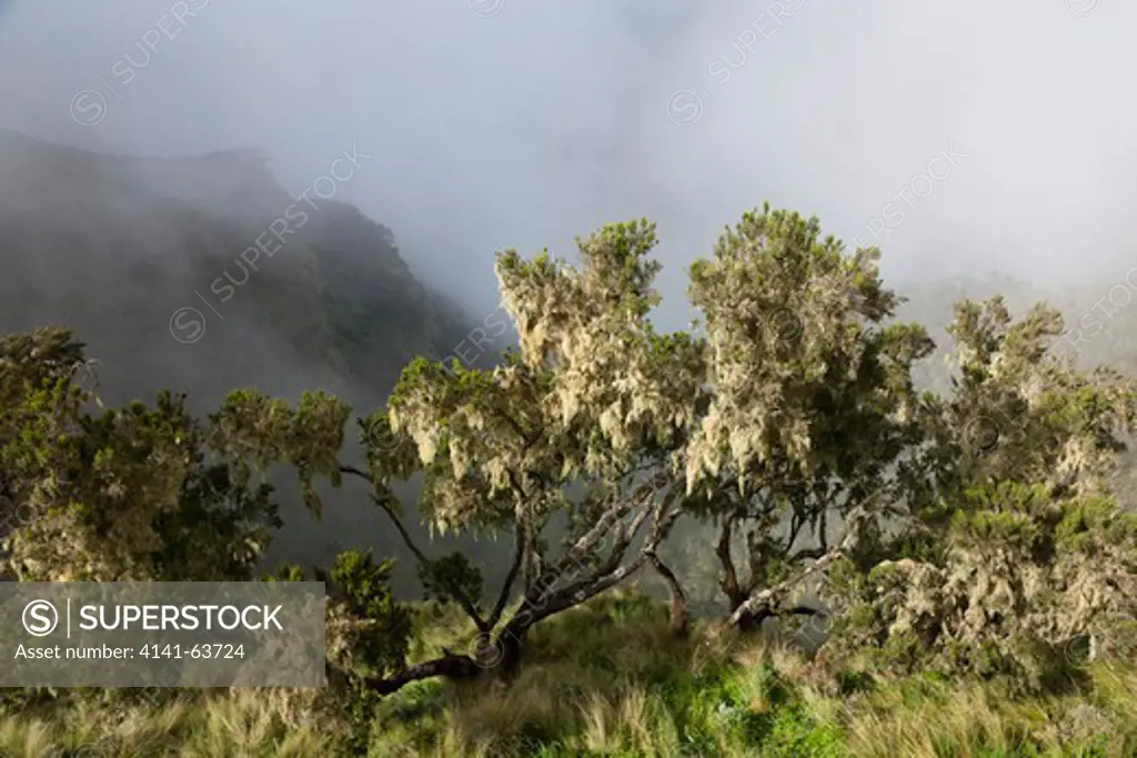 Tree Heath (Erica Arborea) In The Simien Mountains National Park In Ethiopia. Africa, East Africa, Ethiopia, October