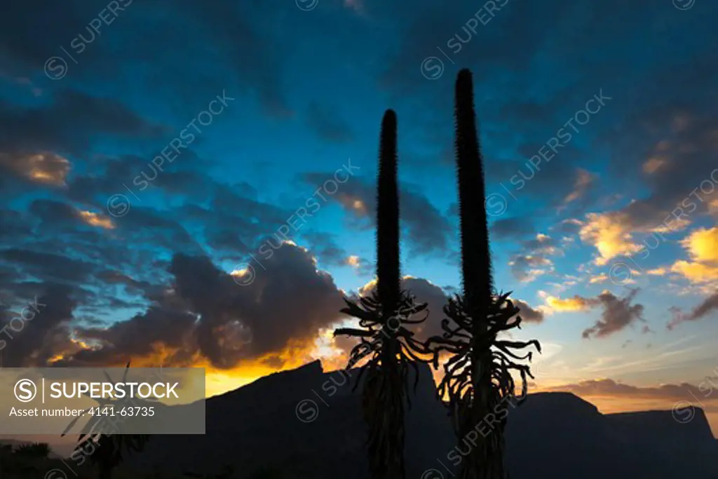 Ethiopian Giant Lobelia (Lobelia Rhynchopetalum) Backlighted During Sunset. In The Background The Escarpment With The Peak Of Mt. Inatye (4070M).  Giant Lobelias (Family Campanulaceae) Are Characteristic For The Afro Alpine And And Afro Montane Ecosystems In The Highlands Of East Africa. They Are Adopted To High Uv Radiation And Daily Change Of Heat And Frost. Africa, East Africa, Ethiopia, Simien Mts. Np,  October 2010