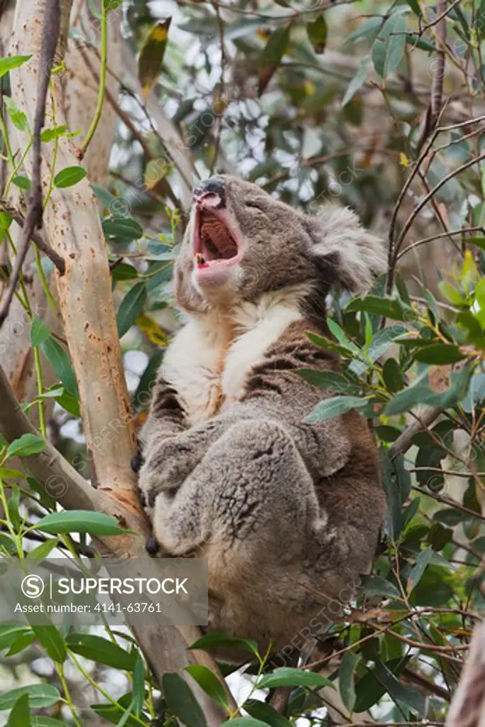 The Koala  (Phascolarctos Cinereus) Is An Iconic Symbol For The Wildlife Of Australia.  Australia,South Australia, November 2011