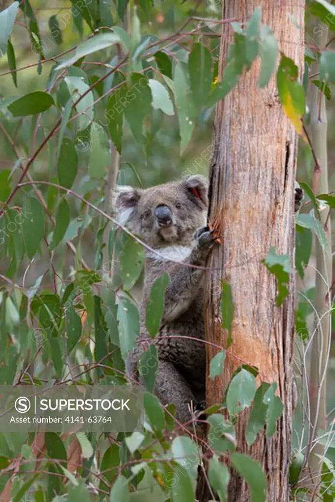 The Koala  (Phascolarctos Cinereus) Is An Iconic Symbol For The Wildlife Of Australia.  Australia, South Australia, November 2011