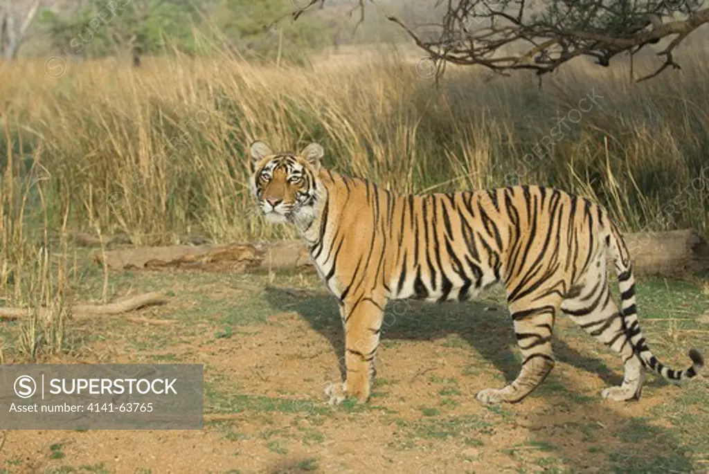 Royal Bengal Tiger (Panthera Tigris Tigris) Ranthambore Nationl Park, India.