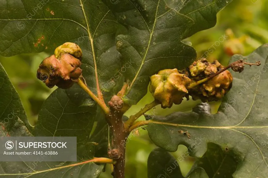 Insect Knopper Gall Wasp (Andricus Quercusalcis) Acorns Mishapen By Infestation With Gall Wasp Larvae Holt Norfolk
