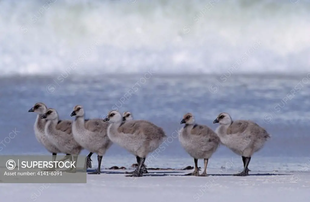 upland goose chloephaga picta leucoptera group of seven young on beach falkland islands, south atlantic ocean 