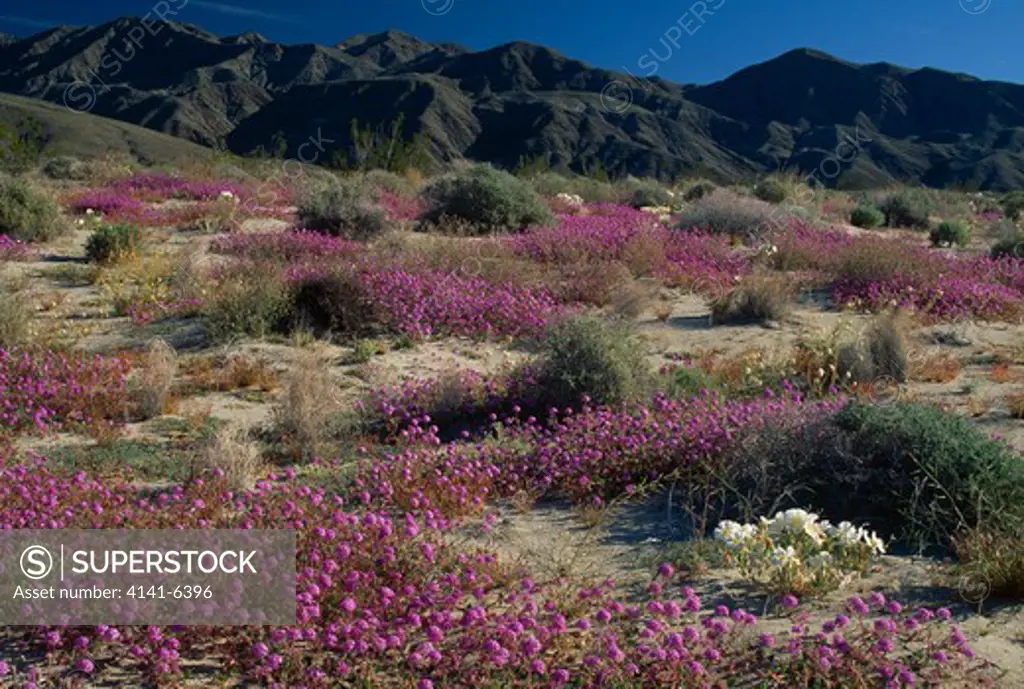 sand verbena & dune primrose abronia villosa & oenothera deltoides in bloom mojave desert, anza-borrego state park, california, western usa