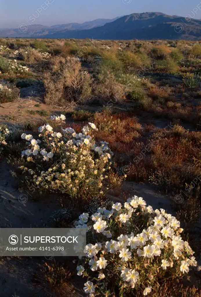 dune primroses in flower oenothera deltoides mojave desert, anza-borrego state park, california, usa 