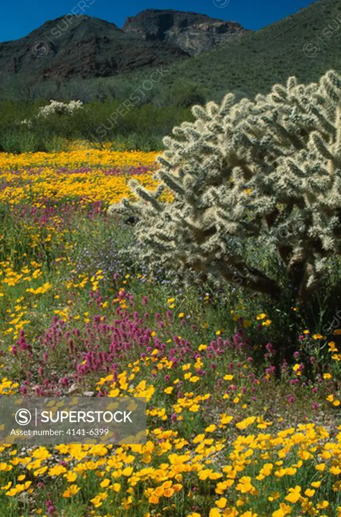 mexican poppies & owl clover in bloom with cholla cactus organ pipe national monument, sonoran desert, arizona, sw usa