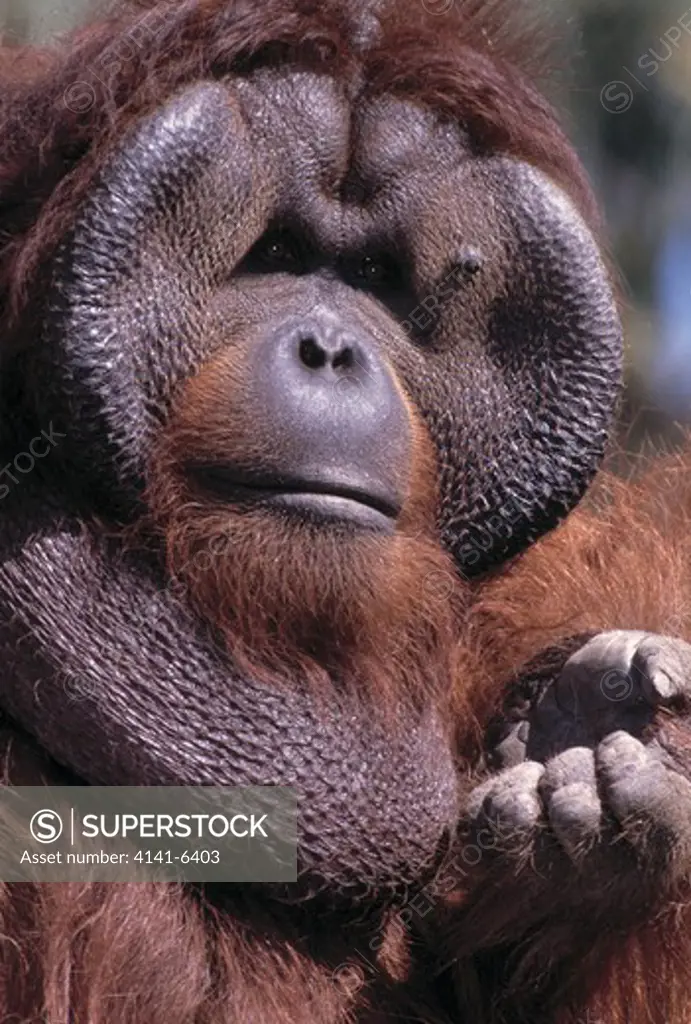 sumatran orangutan male pongo abelii (previously pongo pygmaeus abelii) san diego zoo, california, usa