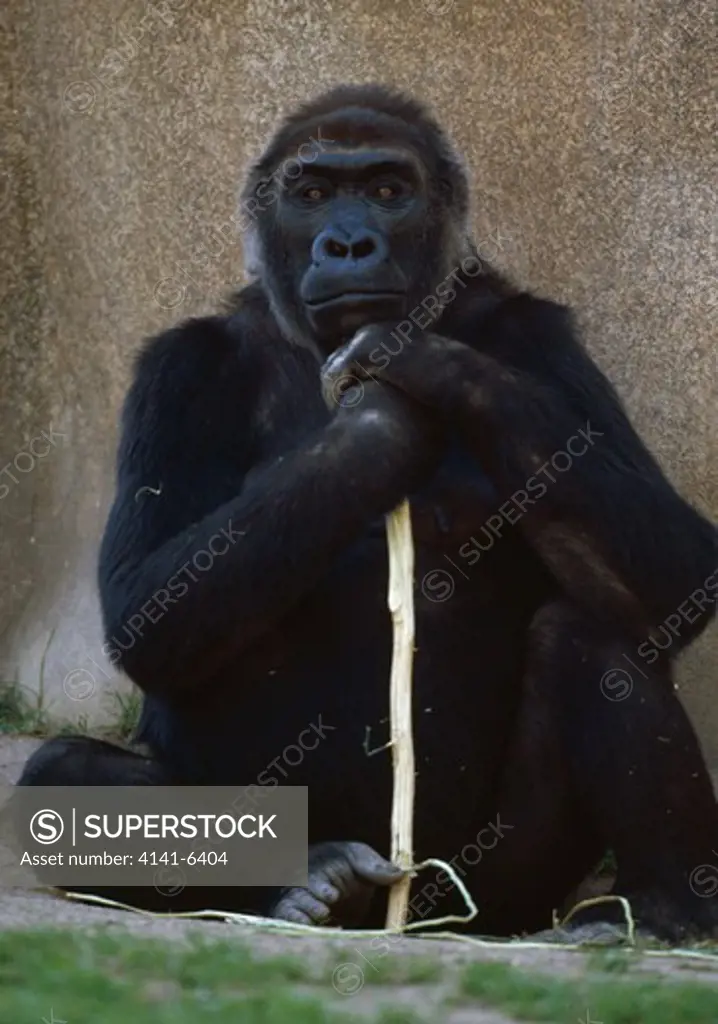 western lowland gorilla female gorilla gorilla gorilla with stick san diego zoo, usa 