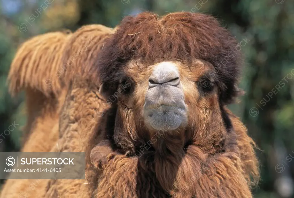 bactrian camel camelus bactrianus face detail