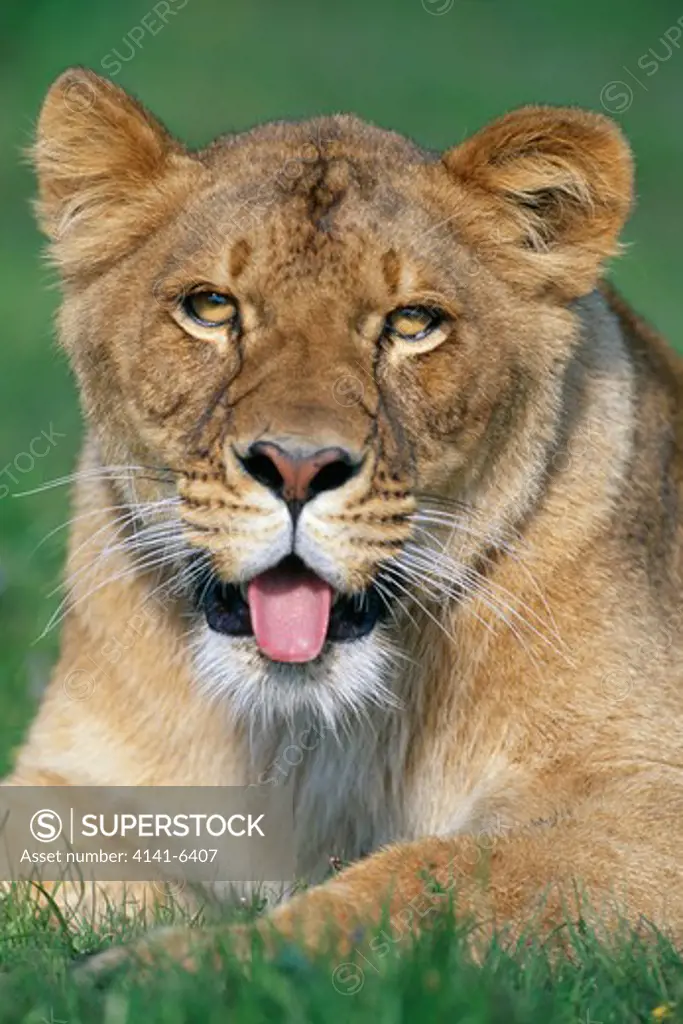 african lion panthera leo female panting